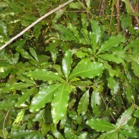 Alseodaphne semecarpifolia Nees